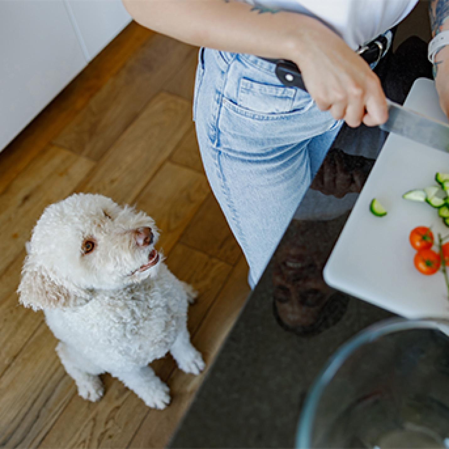 Perro esperando comida en la cocina-1.jpg